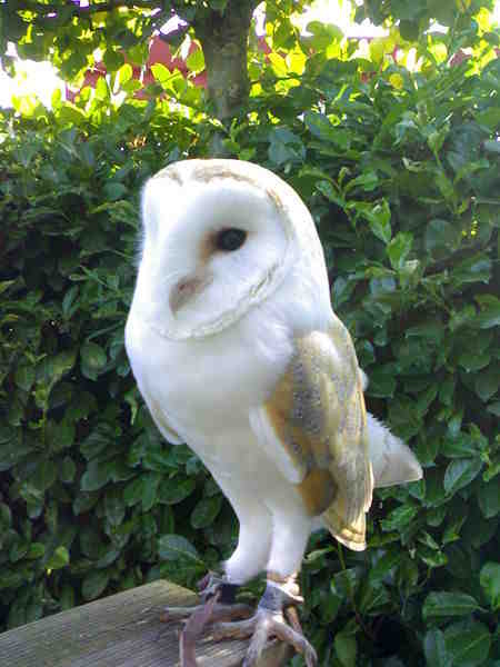 alba, barnowl, kerkuil